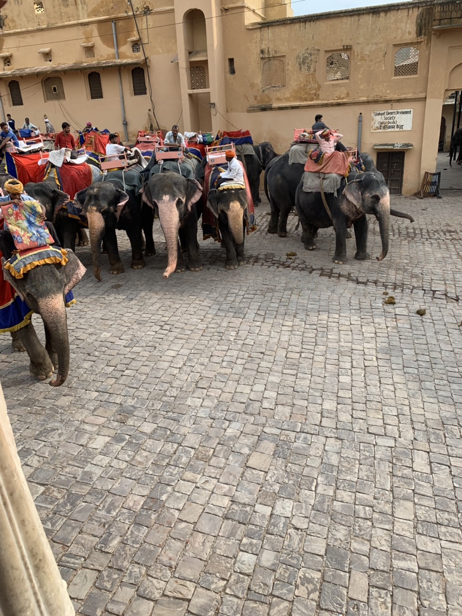 インドで象のタクシーの乗ってみた！